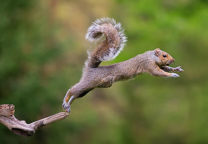 animal-squirrel-jump-grey-and-brown-squirel-wallpaper-preview