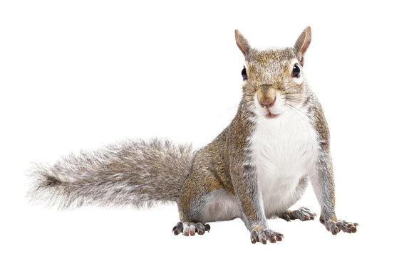 squirrel5