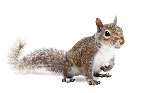 squirrell